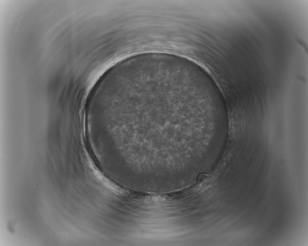 X0000102391515200808221813