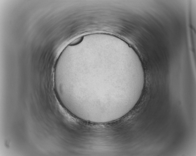 X0000102391524200808221813