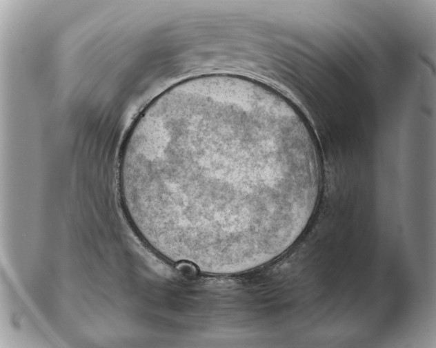 X0000102391525200808221813