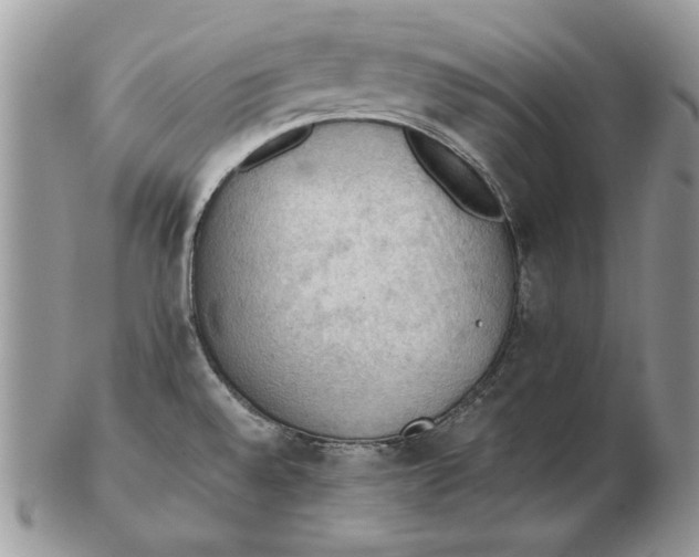 X0000102391528200808221813