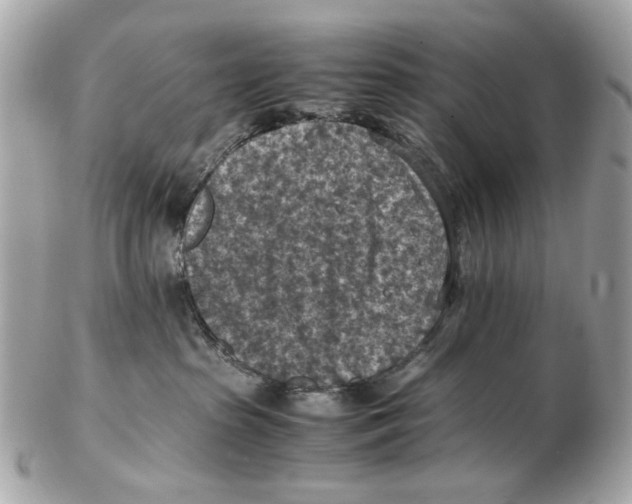 X0000102390285200808291430