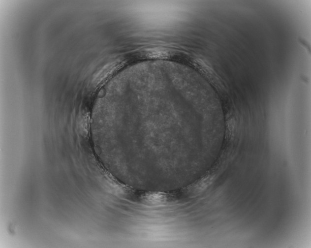 X0000102390325200808291429