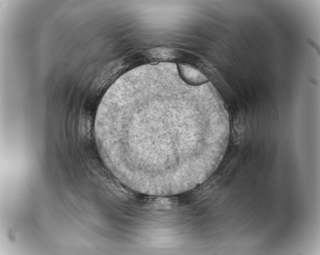 X0000102390330200808291429