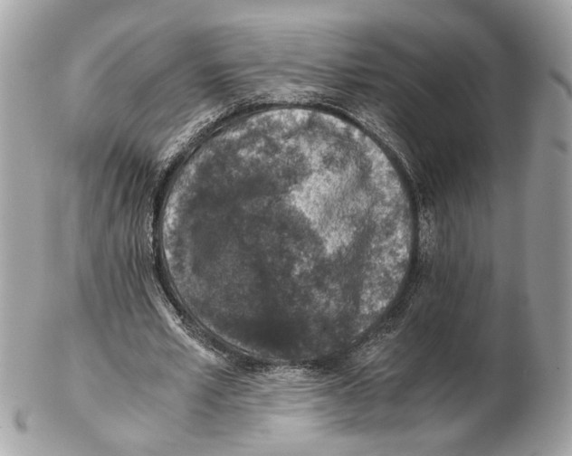 X0000102390581200808291425
