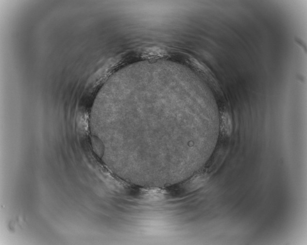 X0000102390621200808291425
