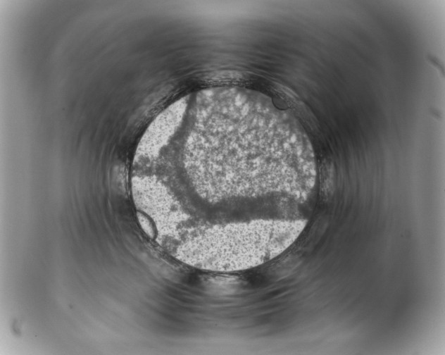 X0000102390669200808291425