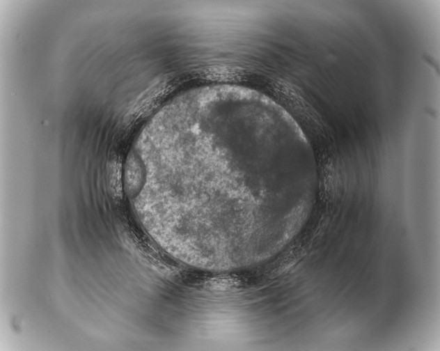 X0000102390696200808291423