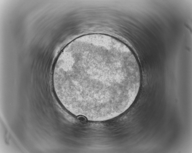 X0000102391525200808291412
