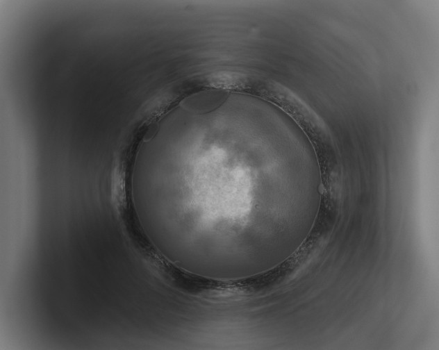 X0000102400696200808011547