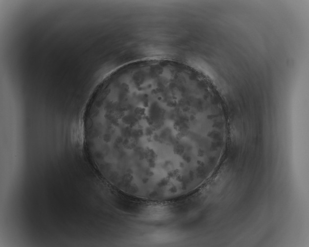 X0000102401267200808011539