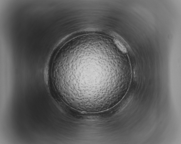 X0000102400436200808081307