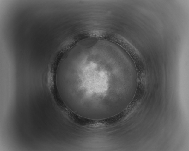 X0000102400696200808081305