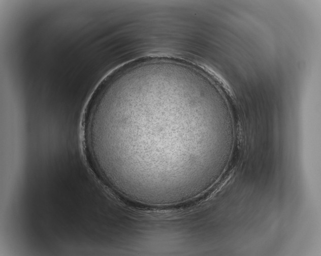 X0000102400976200808081301