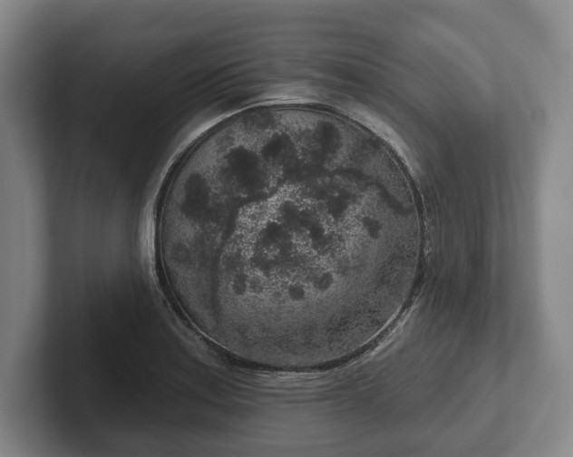 X0000102401179200808081258