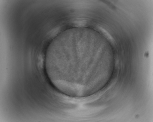 X0000102400026200808151953