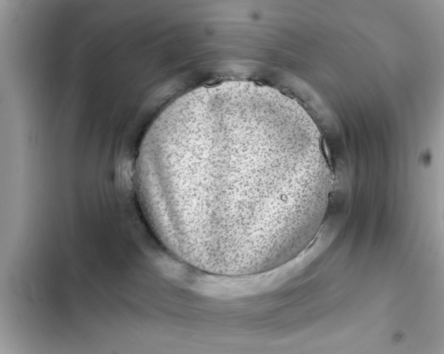 X0000102400045200808151953