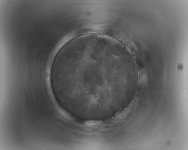 X0000102400051200808151952