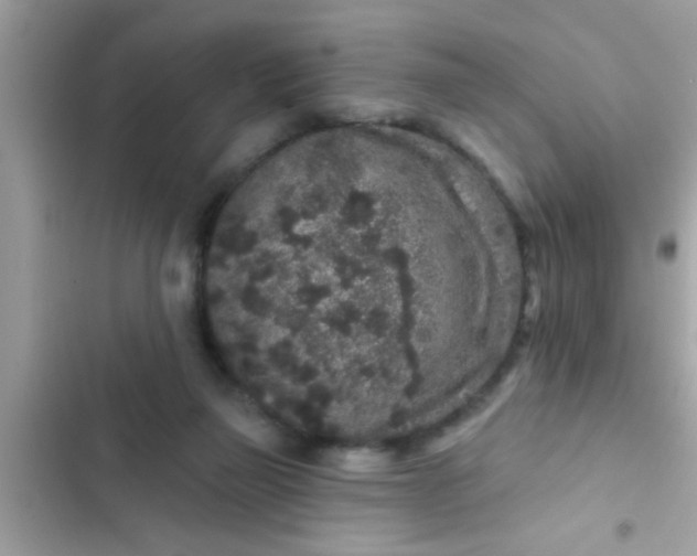 X0000102400165200808151951