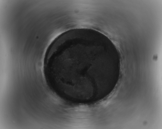 X0000102400196200808151950