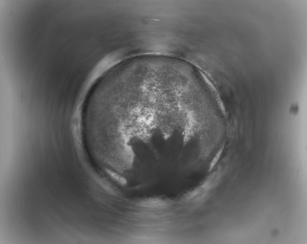 X0000102400198200808151950