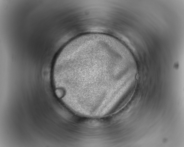 X0000102400299200808151949