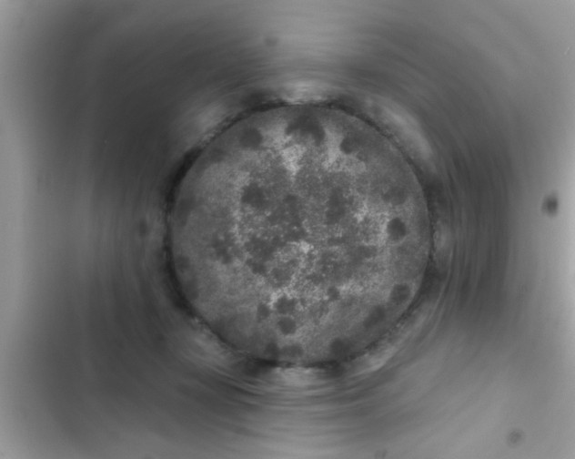 X0000102400367200808151948