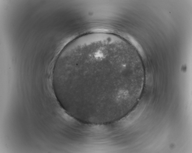 X0000102400385200808151948