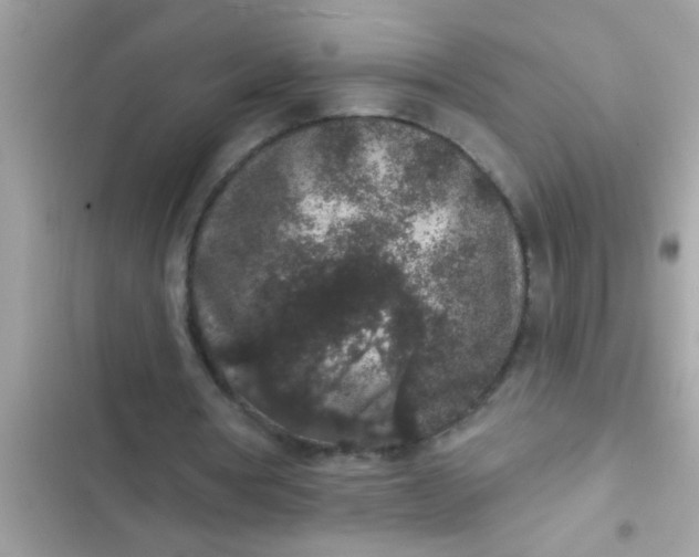 X0000102400386200808151948