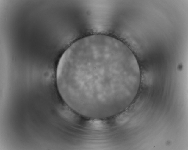 X0000102400419200808151947