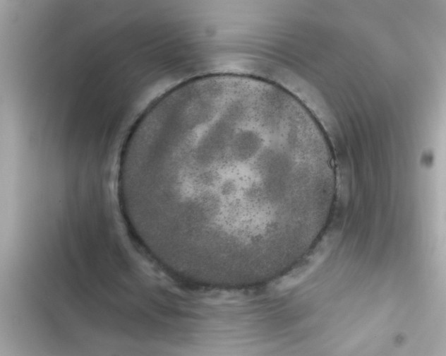 X0000102400434200808151946