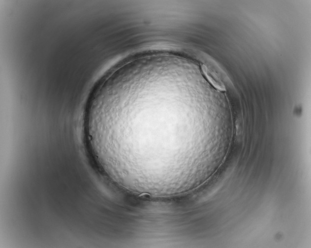 X0000102400436200808151946