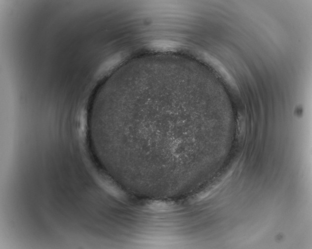 X0000102400494200808151946