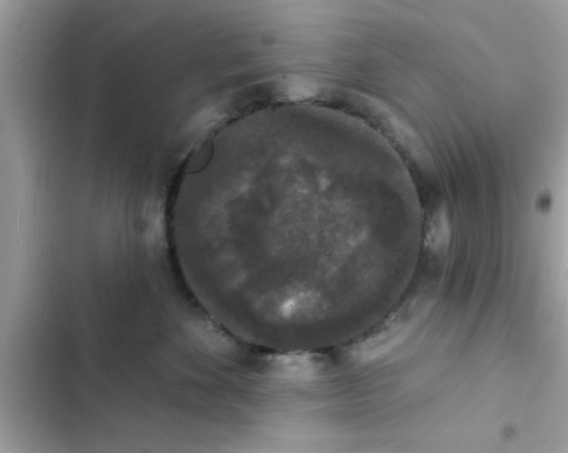 X0000102400524200808151946