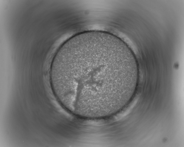 X0000102400625200808151943