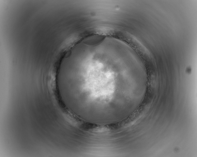 X0000102400696200808151943