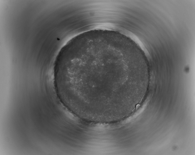 X0000102400923200808151940