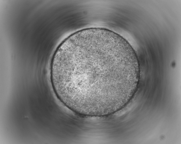 X0000102400950200808151940