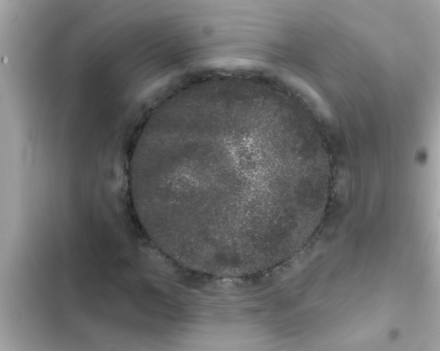 X0000102400966200808151939