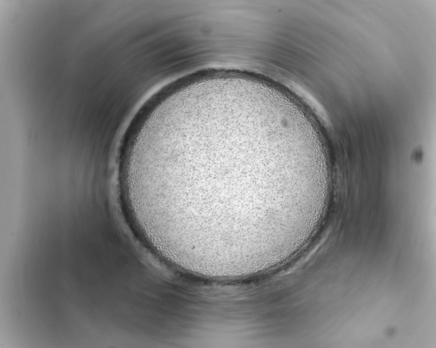 X0000102400976200808151939