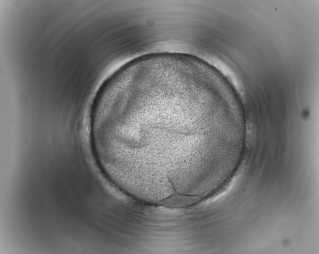 X0000102400981200808151939