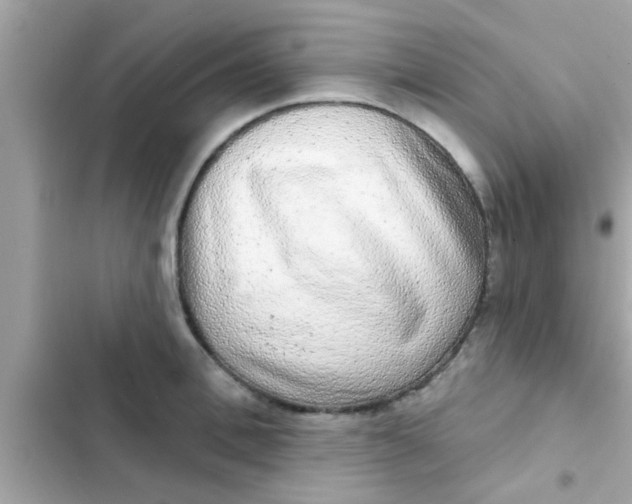 X0000102400996200808151939