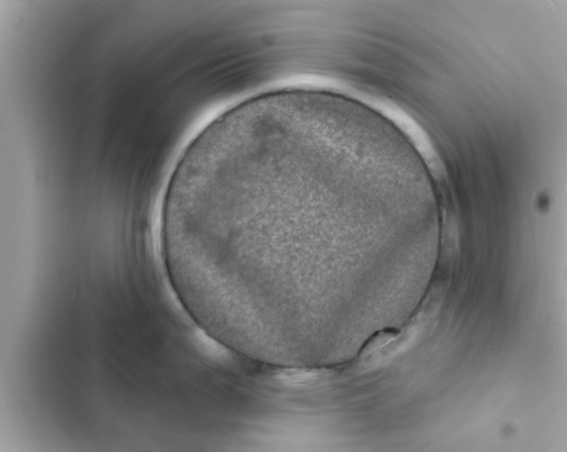 X0000102401199200808151936