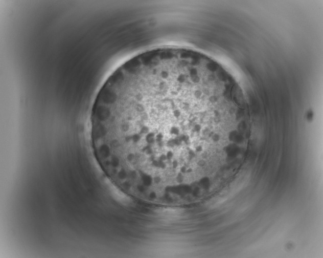 X0000102401287200808151935