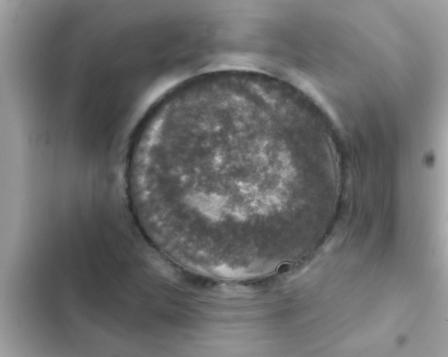 X0000102401312200808151934