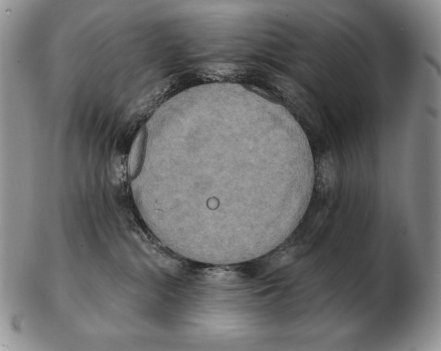 X0000102400284200808221855