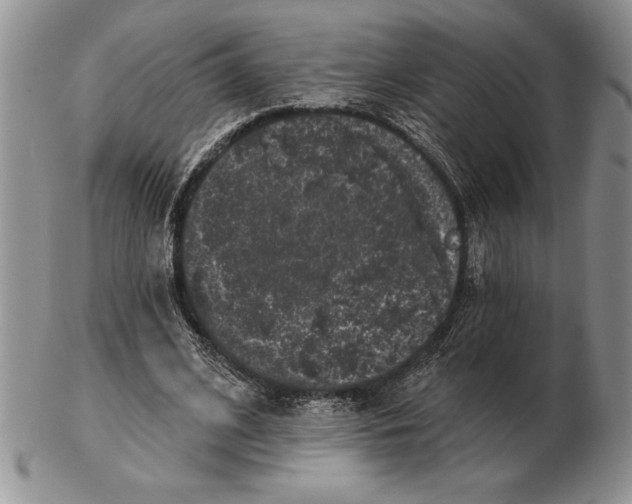 X0000102400584200808221850