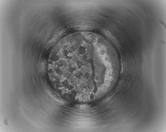 X0000102400165200808291453