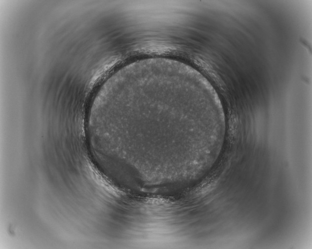X0000102400399200808291450