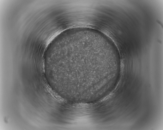 X0000102400925200808291442