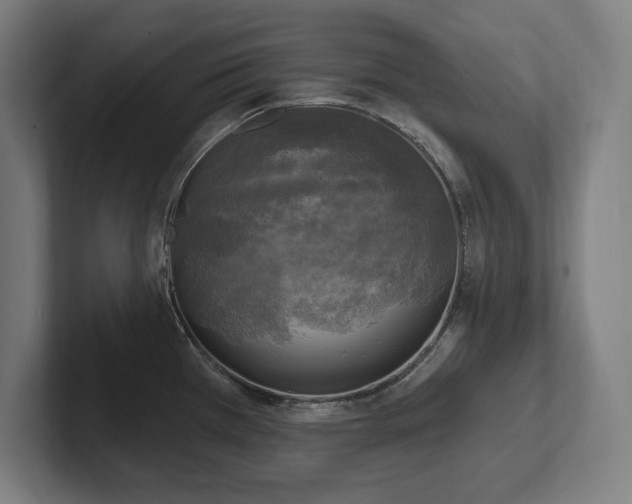 X0000102411385200808011558